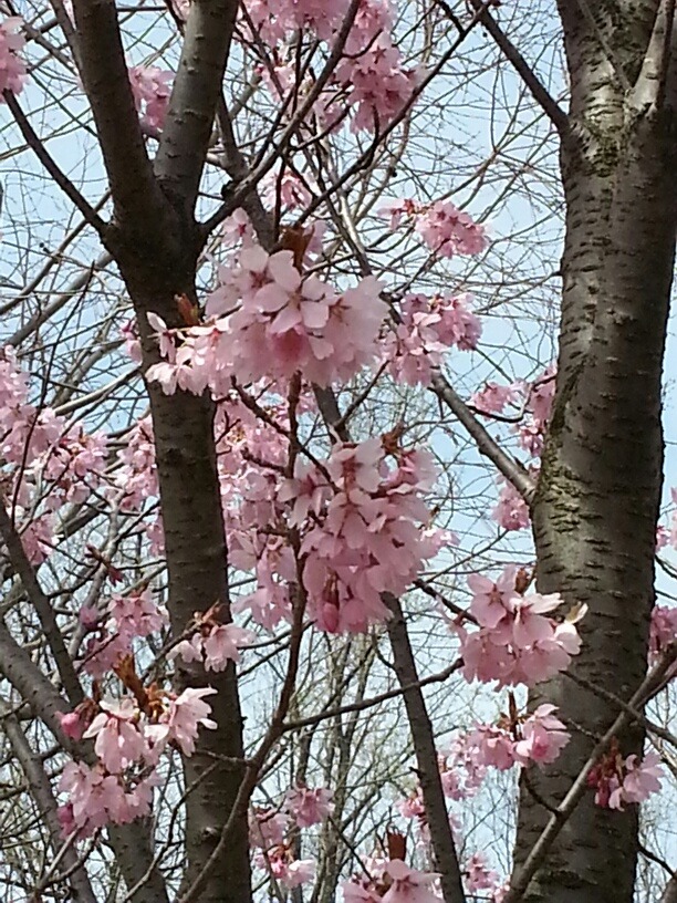 National Arboretum Cherry Blossoms
