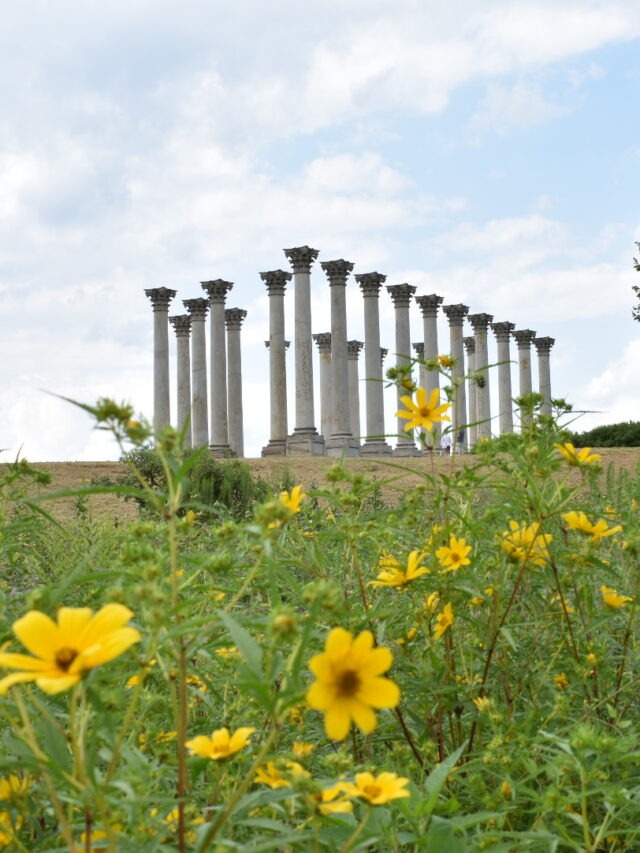 cropped-National-Arboretum-Captiol-Columns.jpg