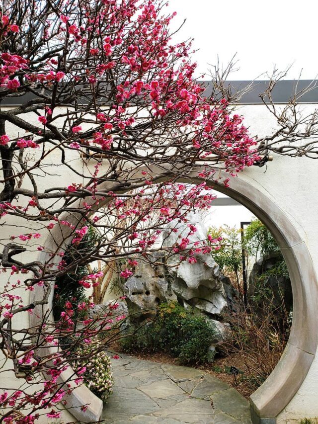 Off Beat Ways to Experience the Cherry Blossoms